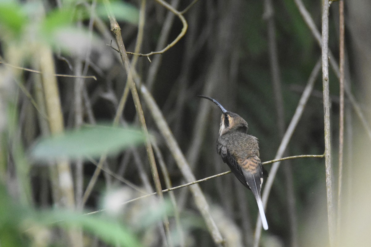 Long-billed Hermit (Central American) - ML618563842