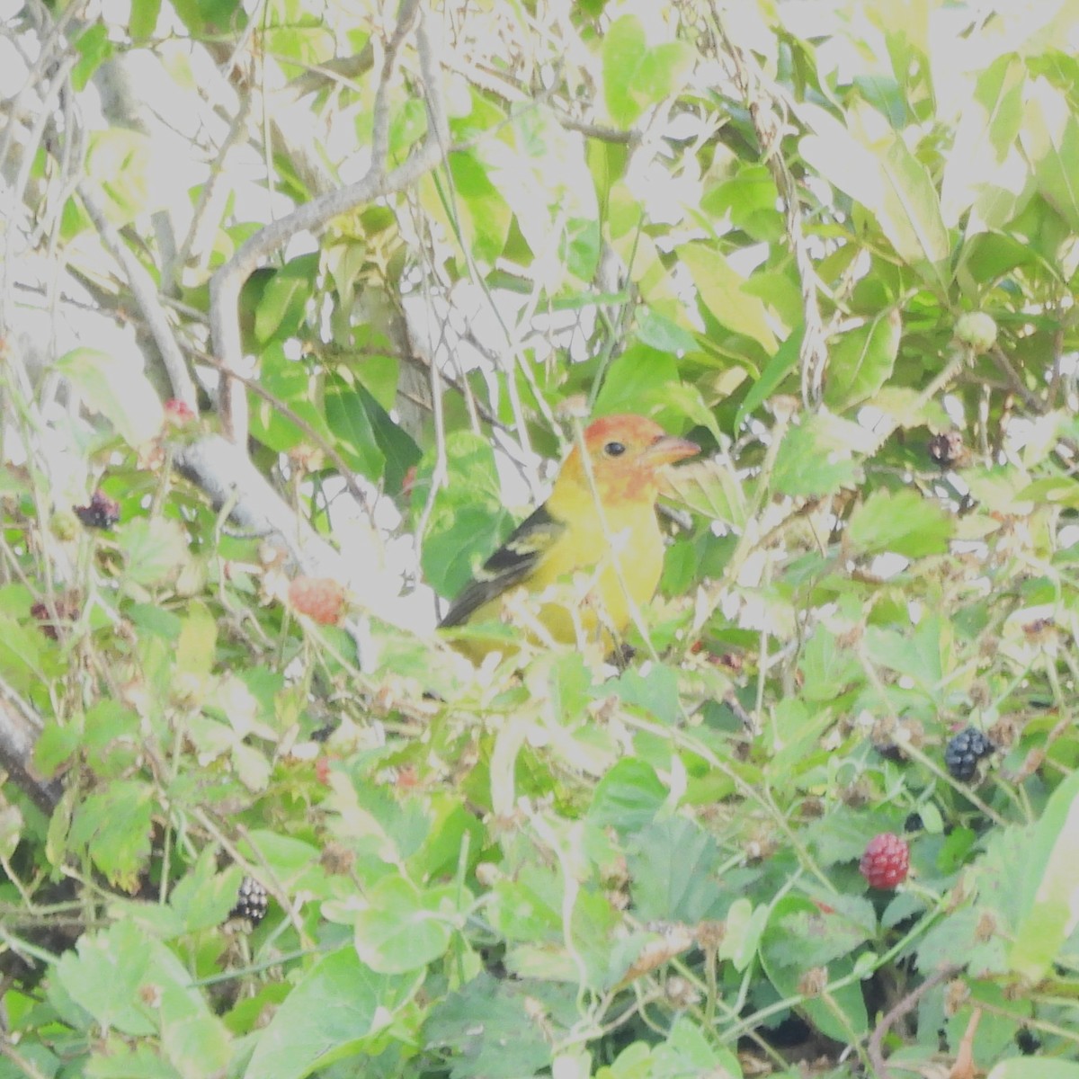 Western Tanager - ML618563843