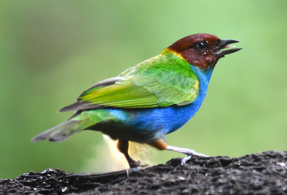 Bay-headed Tanager - ML618563857