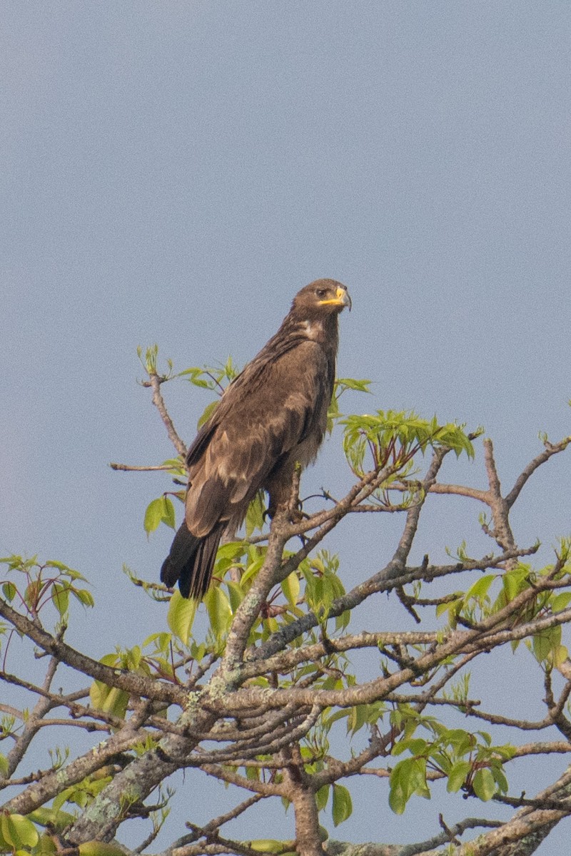 Indian Spotted Eagle - ML618563898