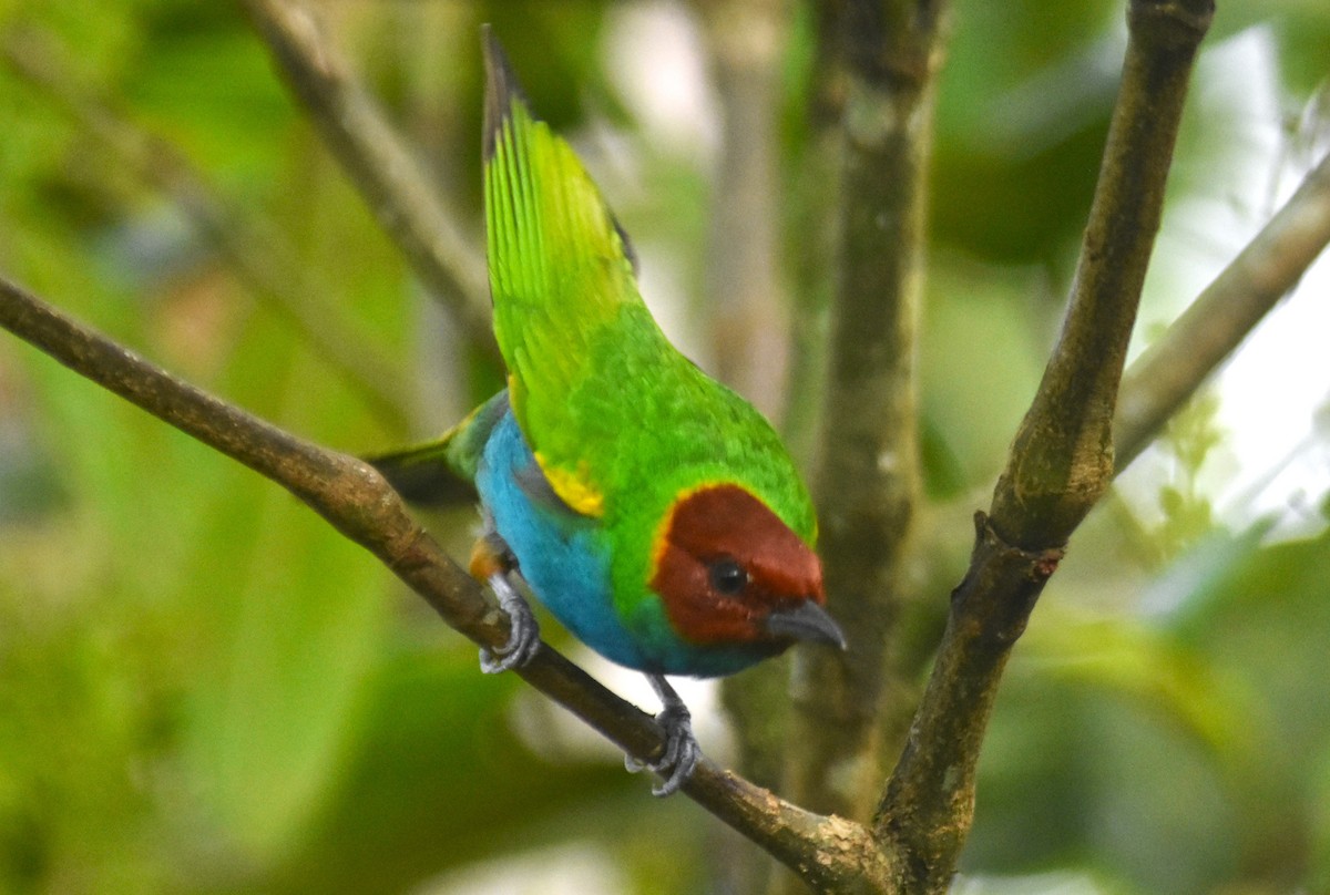 Bay-headed Tanager - ML618563908