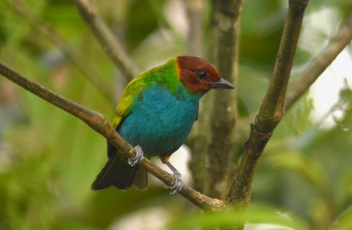 Bay-headed Tanager - ML618563909