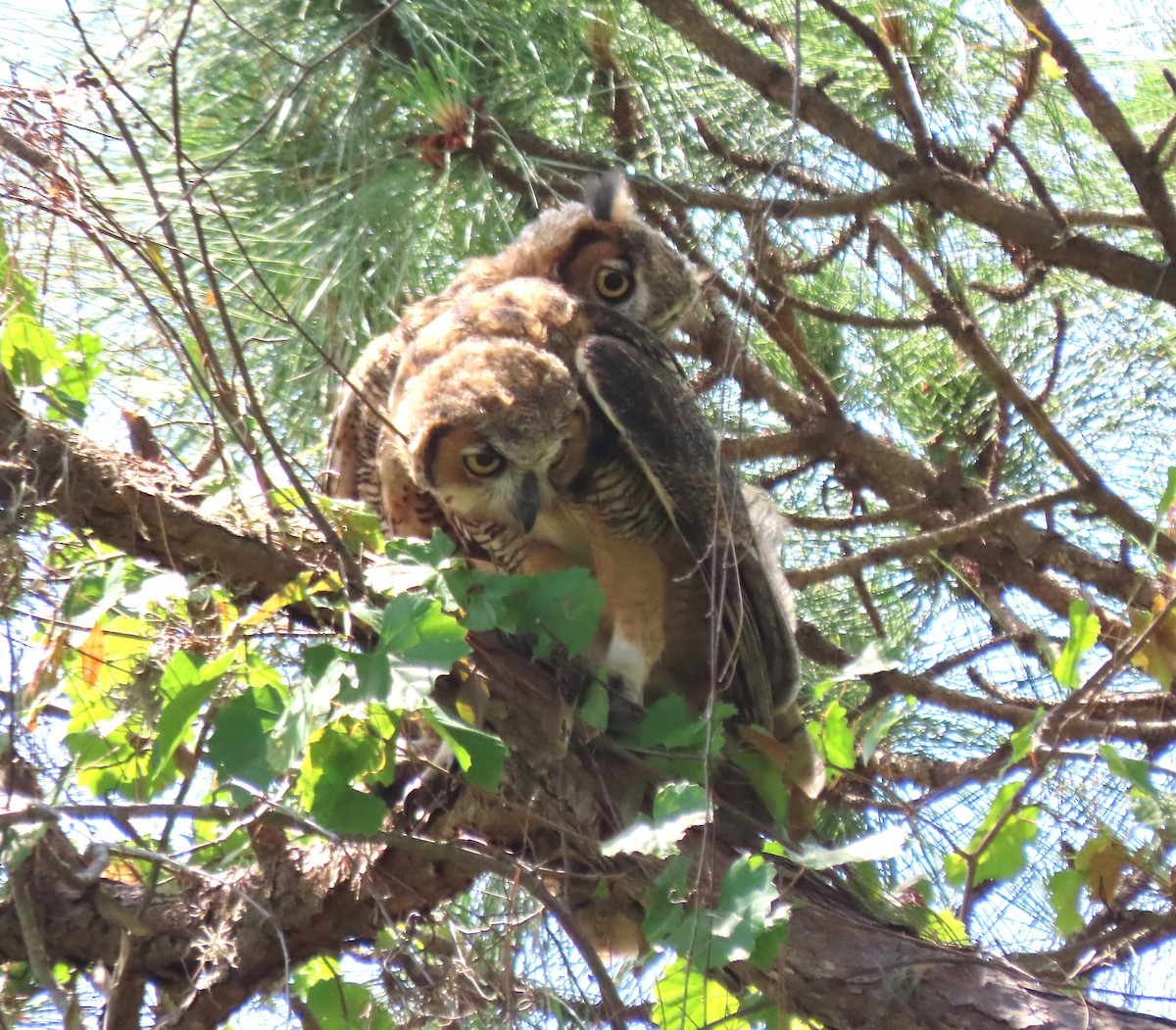 Great Horned Owl - ML618563911