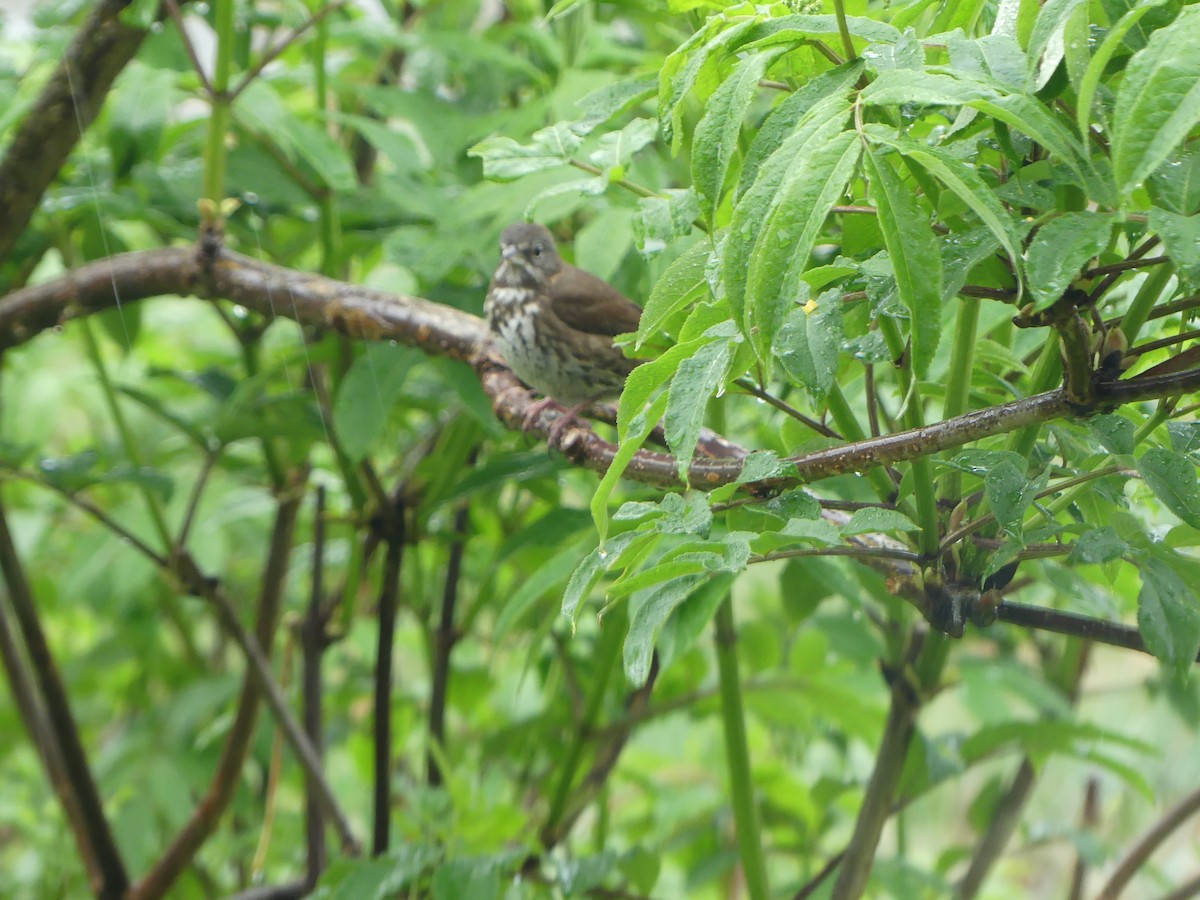 Fox Sparrow (Sooty) - ML618563947