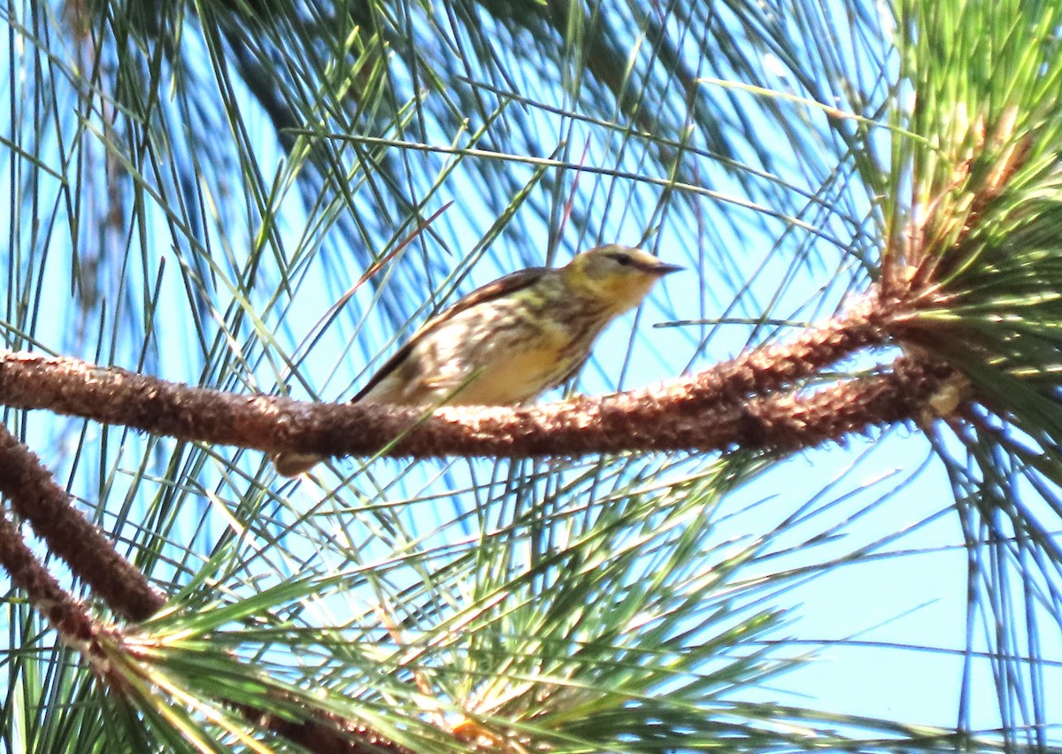 Cape May Warbler - ML618563950