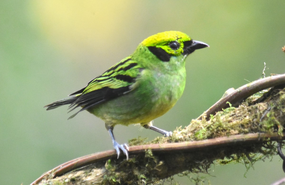 Emerald Tanager - ML618563952