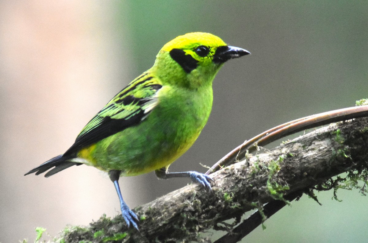 Emerald Tanager - ML618563953