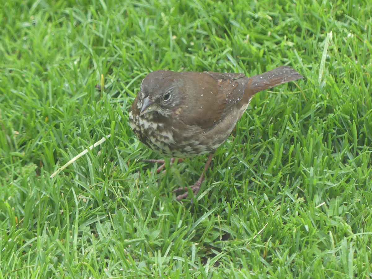 Fox Sparrow (Sooty) - ML618564005