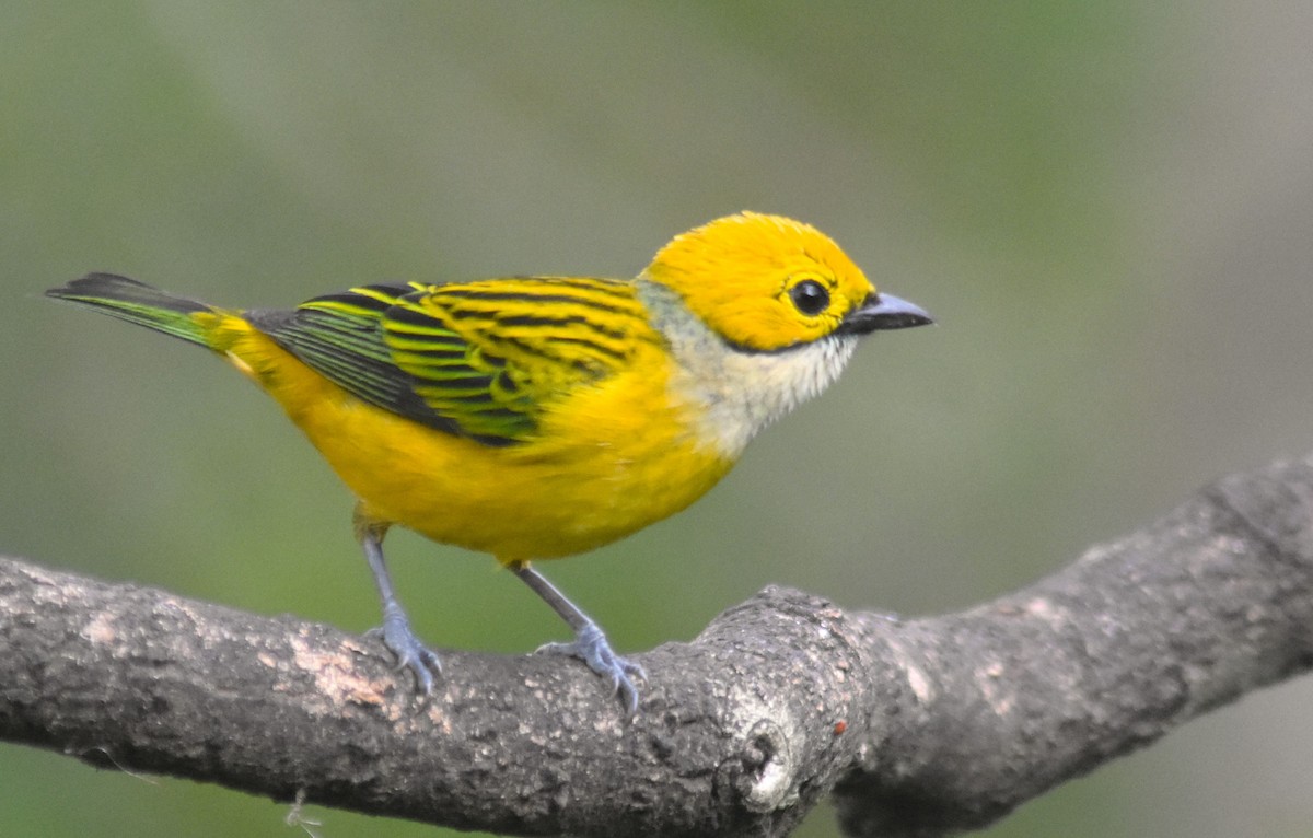 Silver-throated Tanager - ML618564009