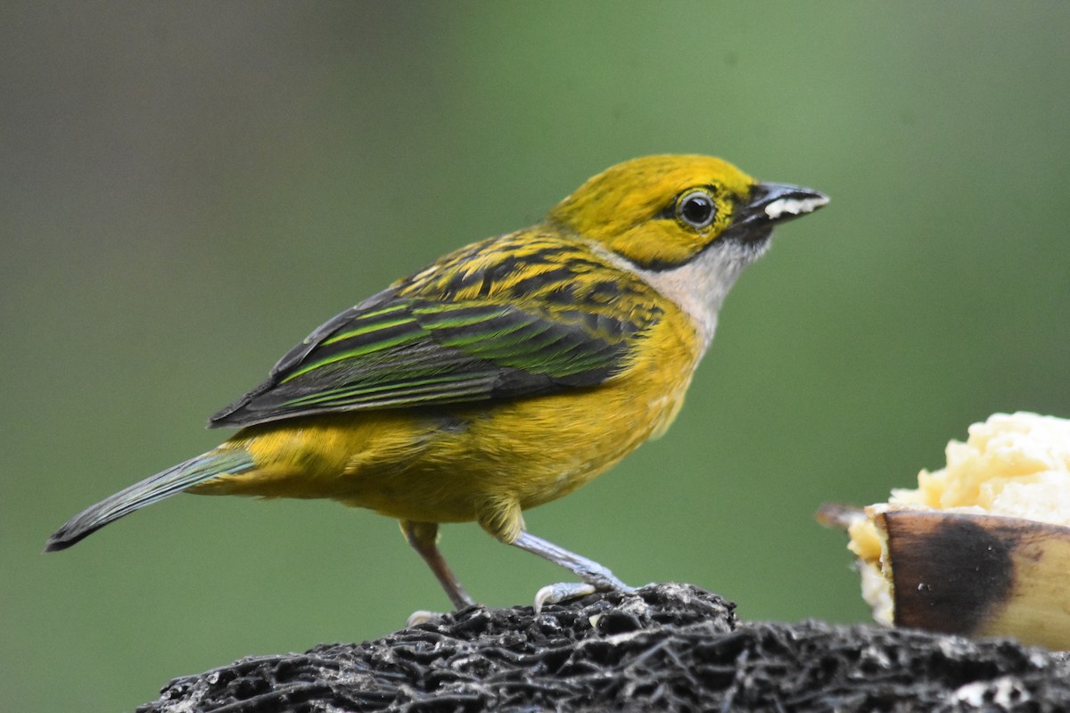 Silver-throated Tanager - ML618564011