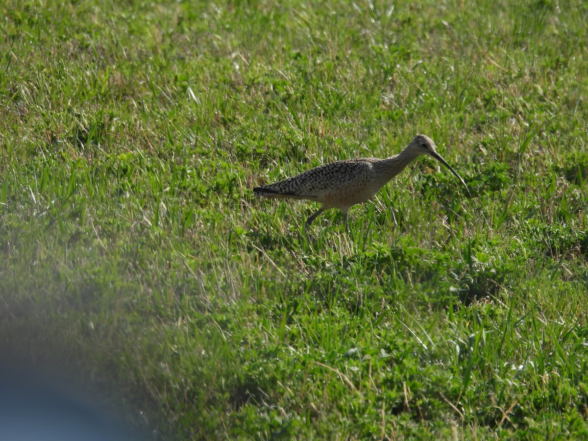 Long-billed Curlew - ML618564052