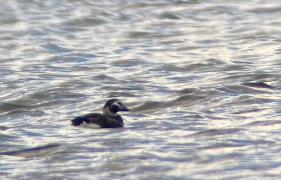 Long-tailed Duck - ML618564062