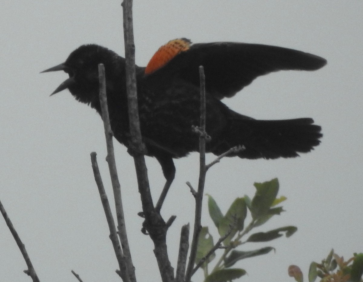 Red-winged Blackbird - ML618564077