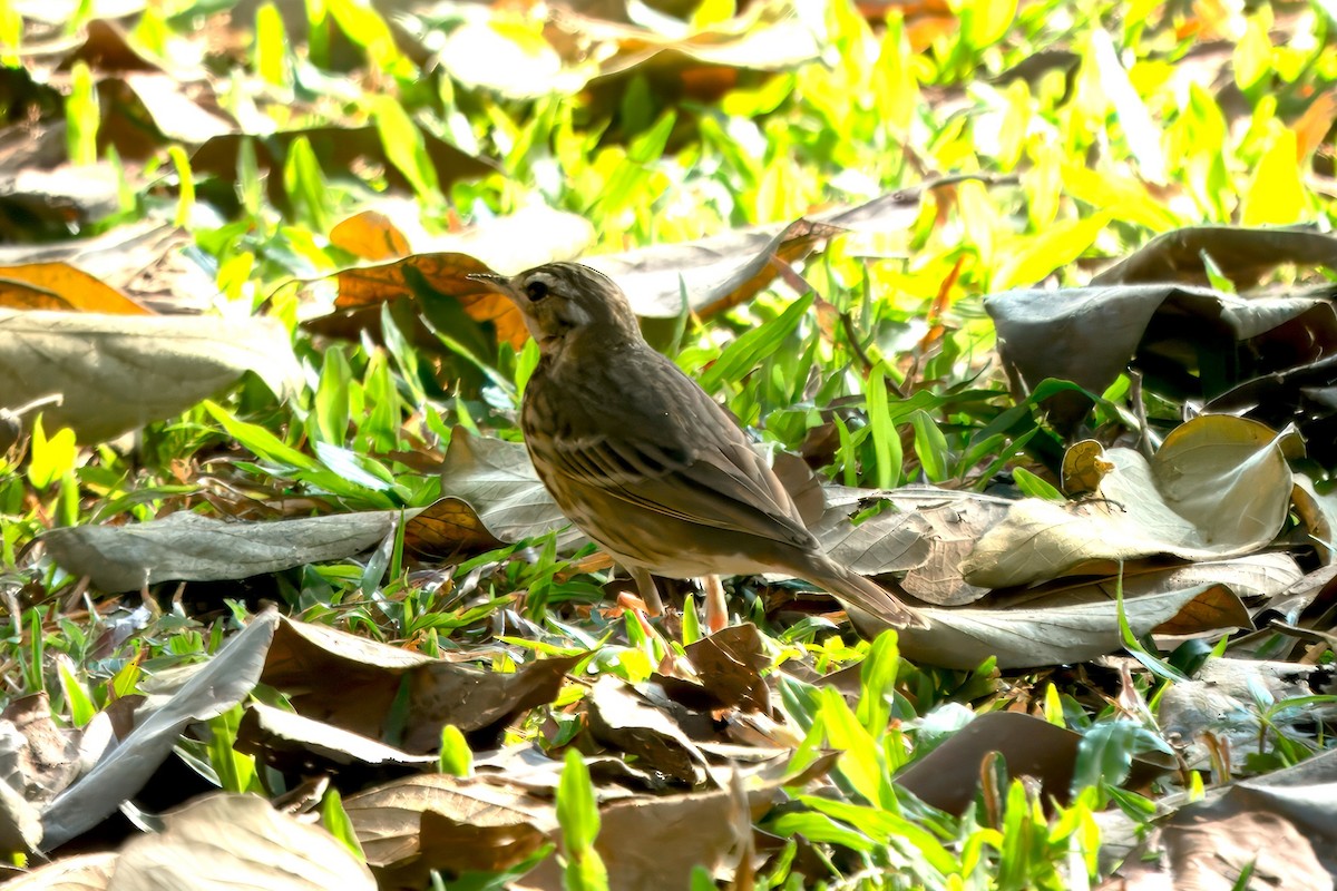 Olive-backed Pipit - ML618564080