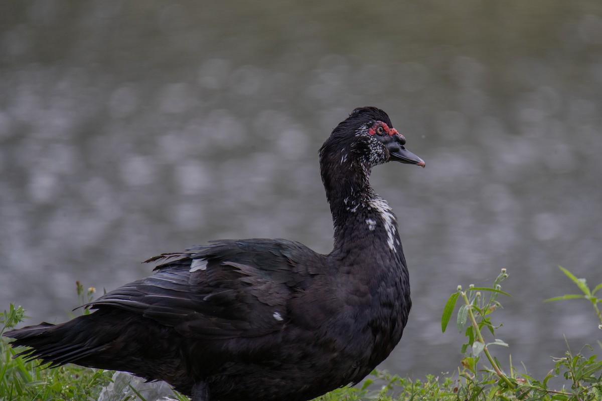 Muscovy Duck (Domestic type) - ML618564116