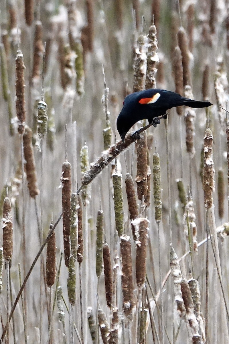 Red-winged Blackbird (Red-winged) - ML618564119