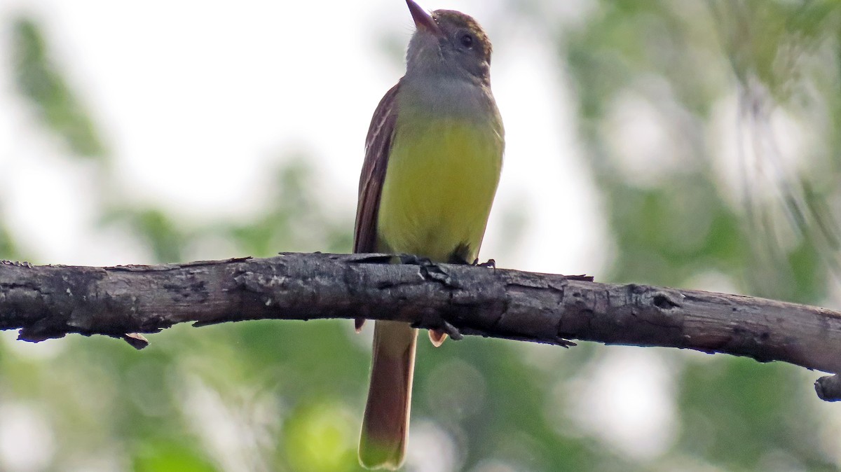 Great Crested Flycatcher - ML618564150