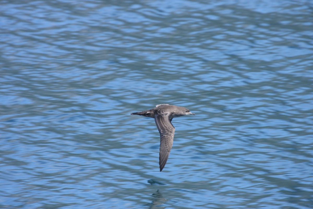 Sooty/Short-tailed Shearwater - ML618564160