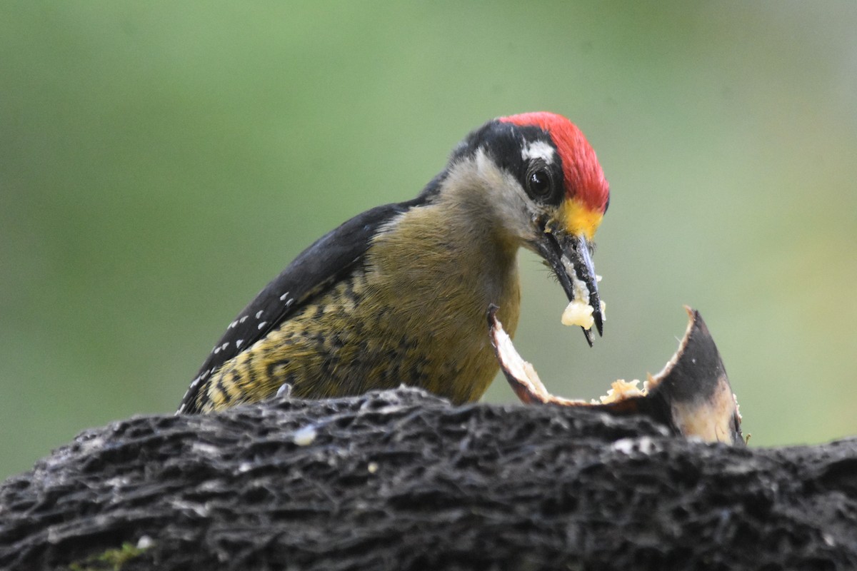 Black-cheeked Woodpecker - ML618564172