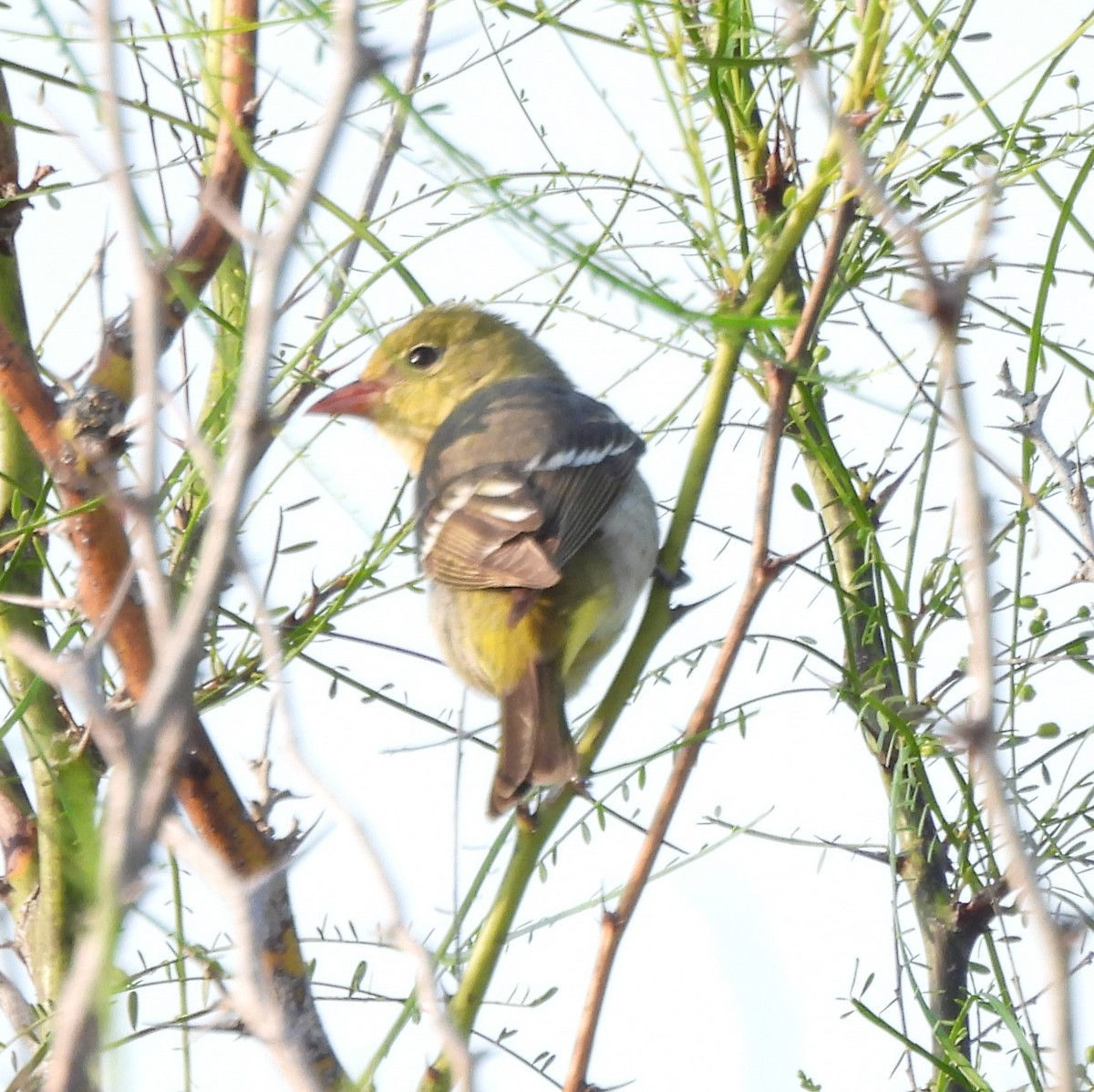 Western Tanager - ML618564184