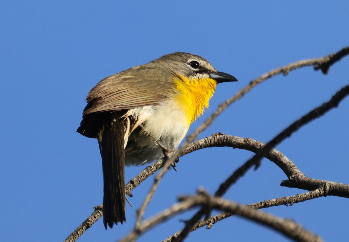 Yellow-breasted Chat - ML618564189
