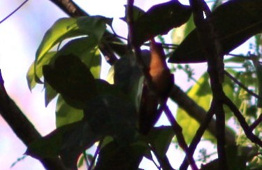 Cinnamon Hummingbird - ML618564202