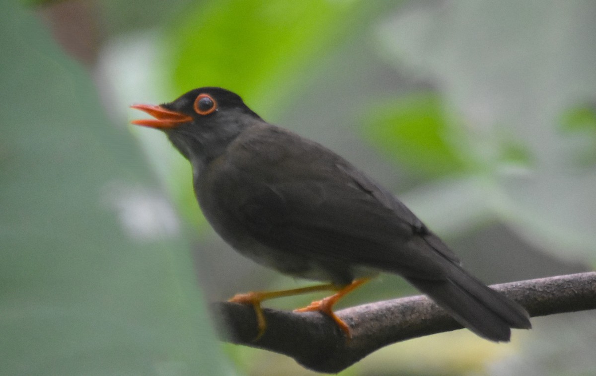 Black-headed Nightingale-Thrush - ML618564215