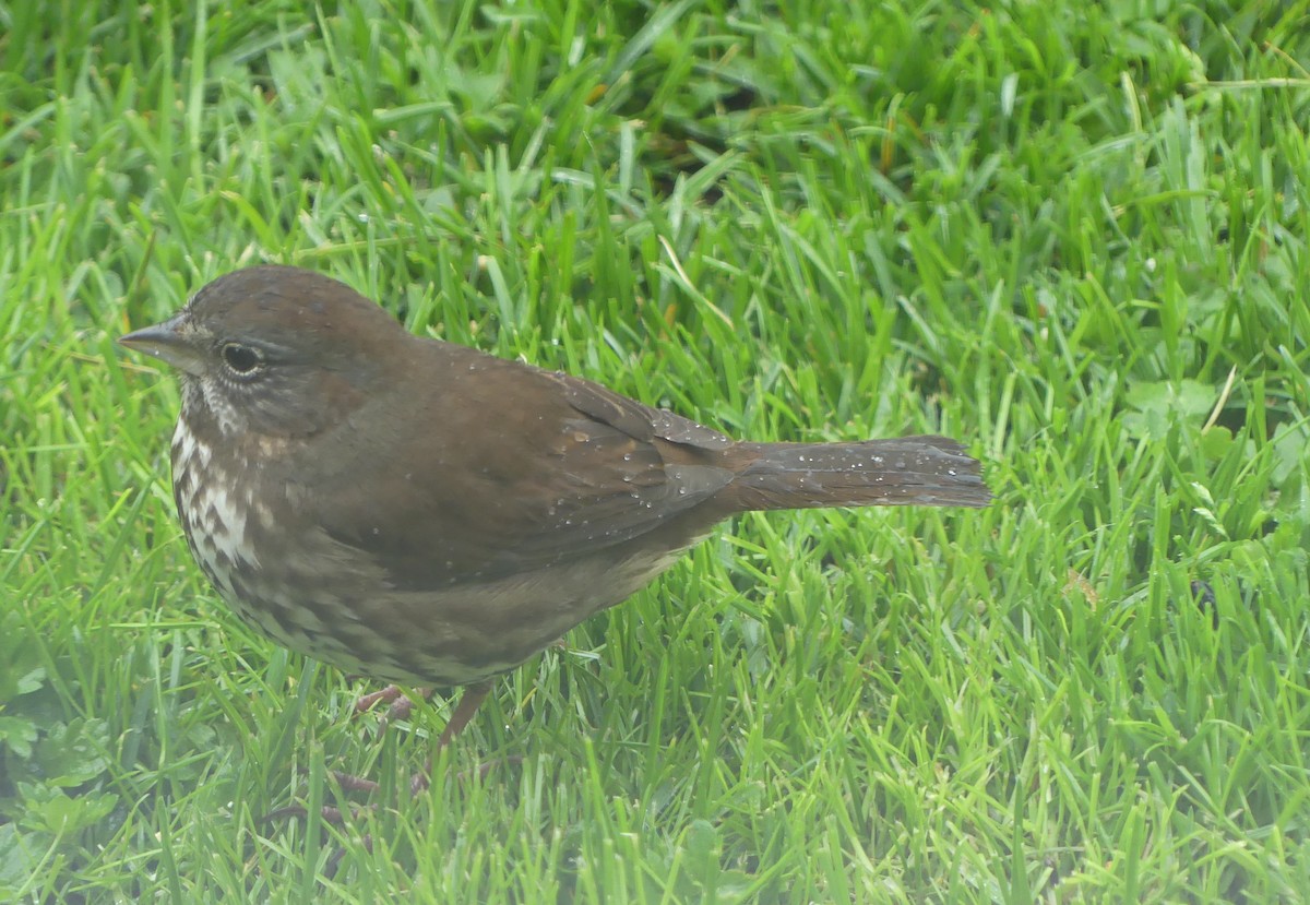 Fox Sparrow (Sooty) - ML618564220