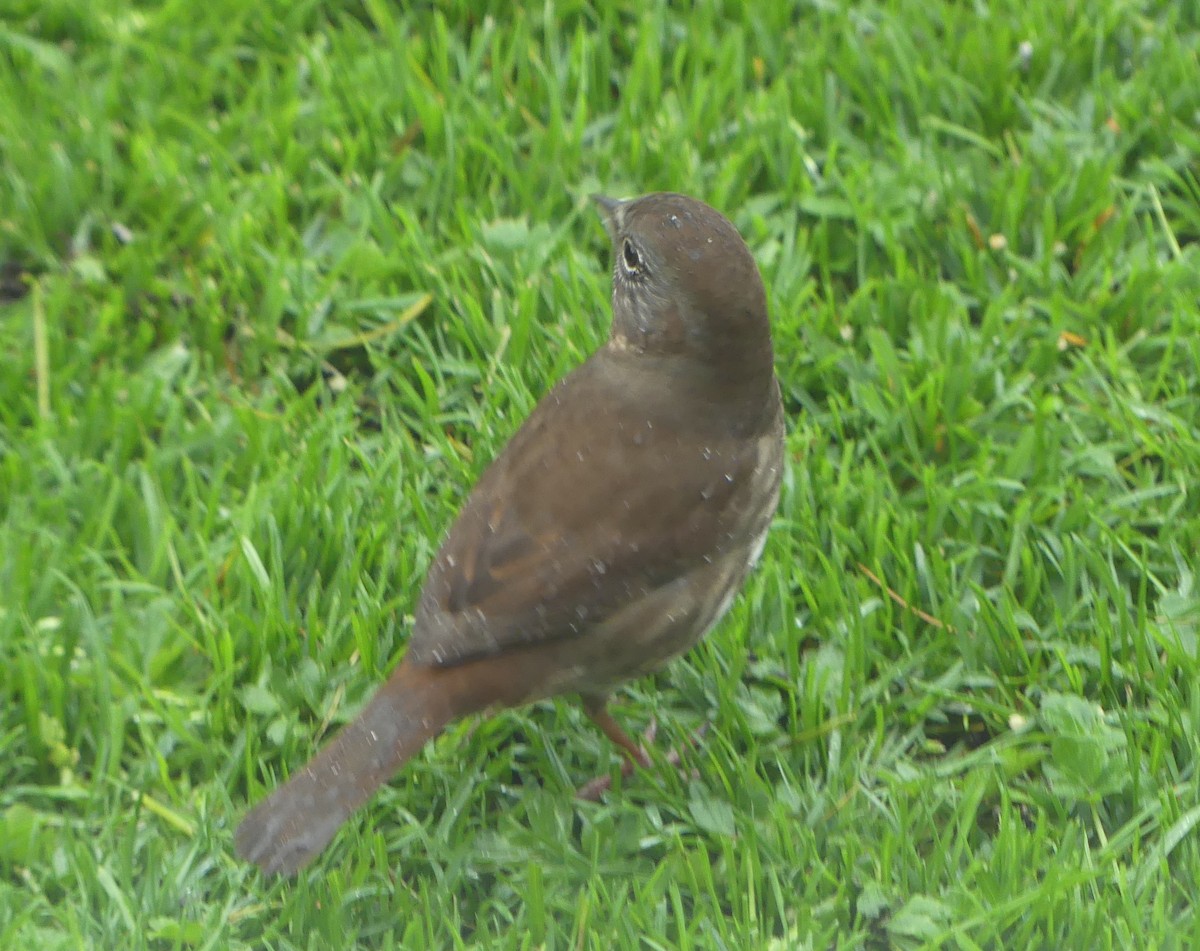 Fox Sparrow (Sooty) - ML618564241