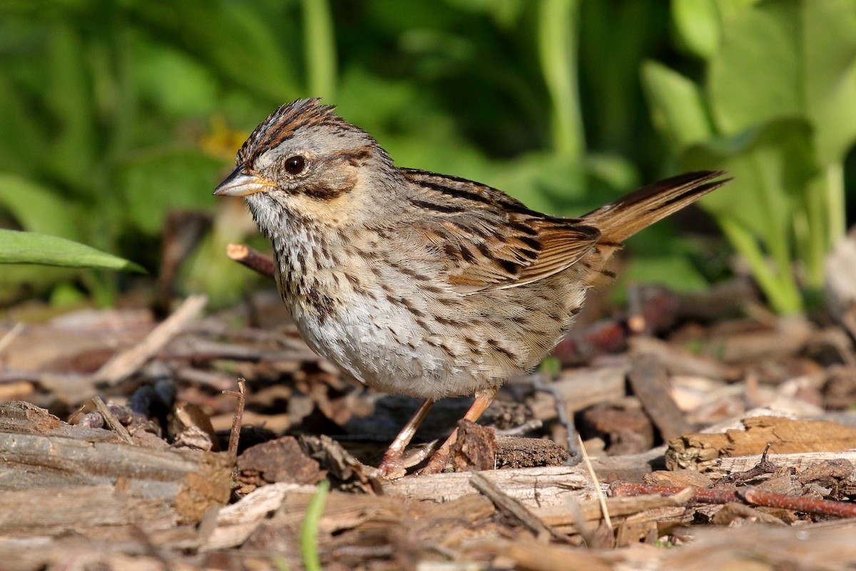 Lincoln's Sparrow - Greg Ongie