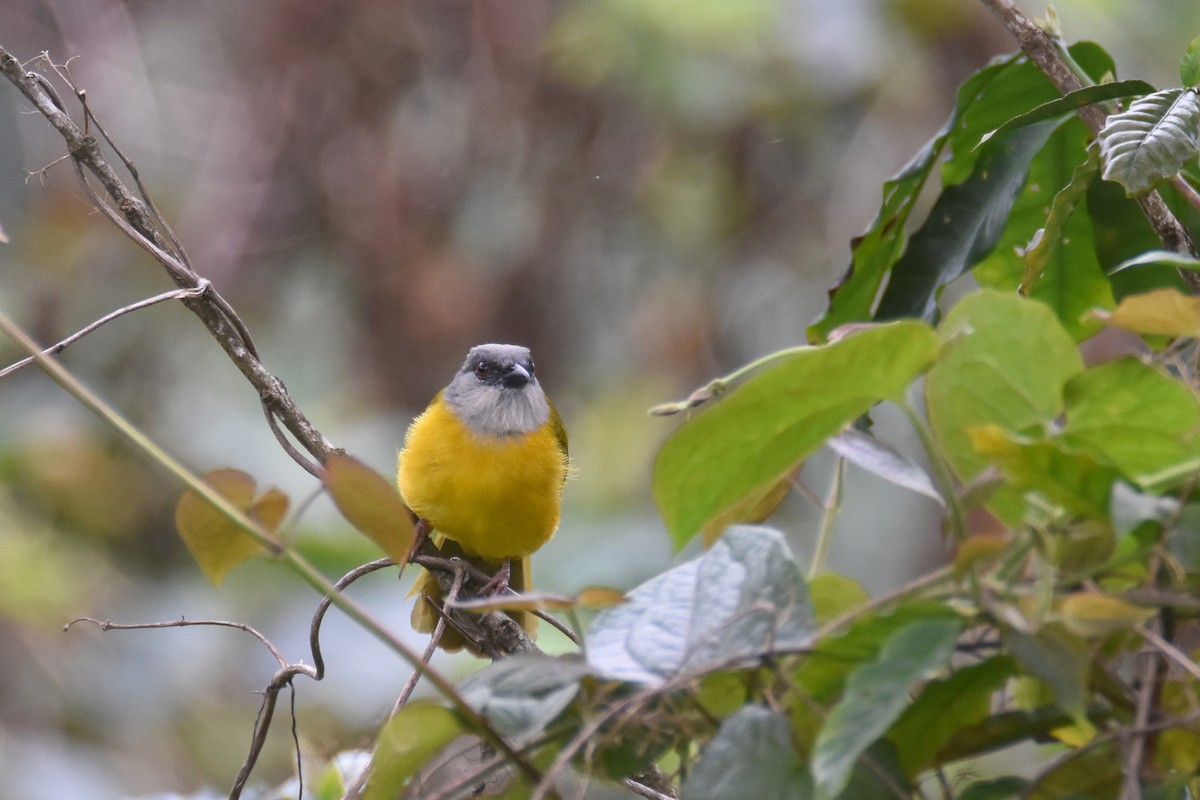Gray-headed Tanager (Gray-crested) - ML618564267