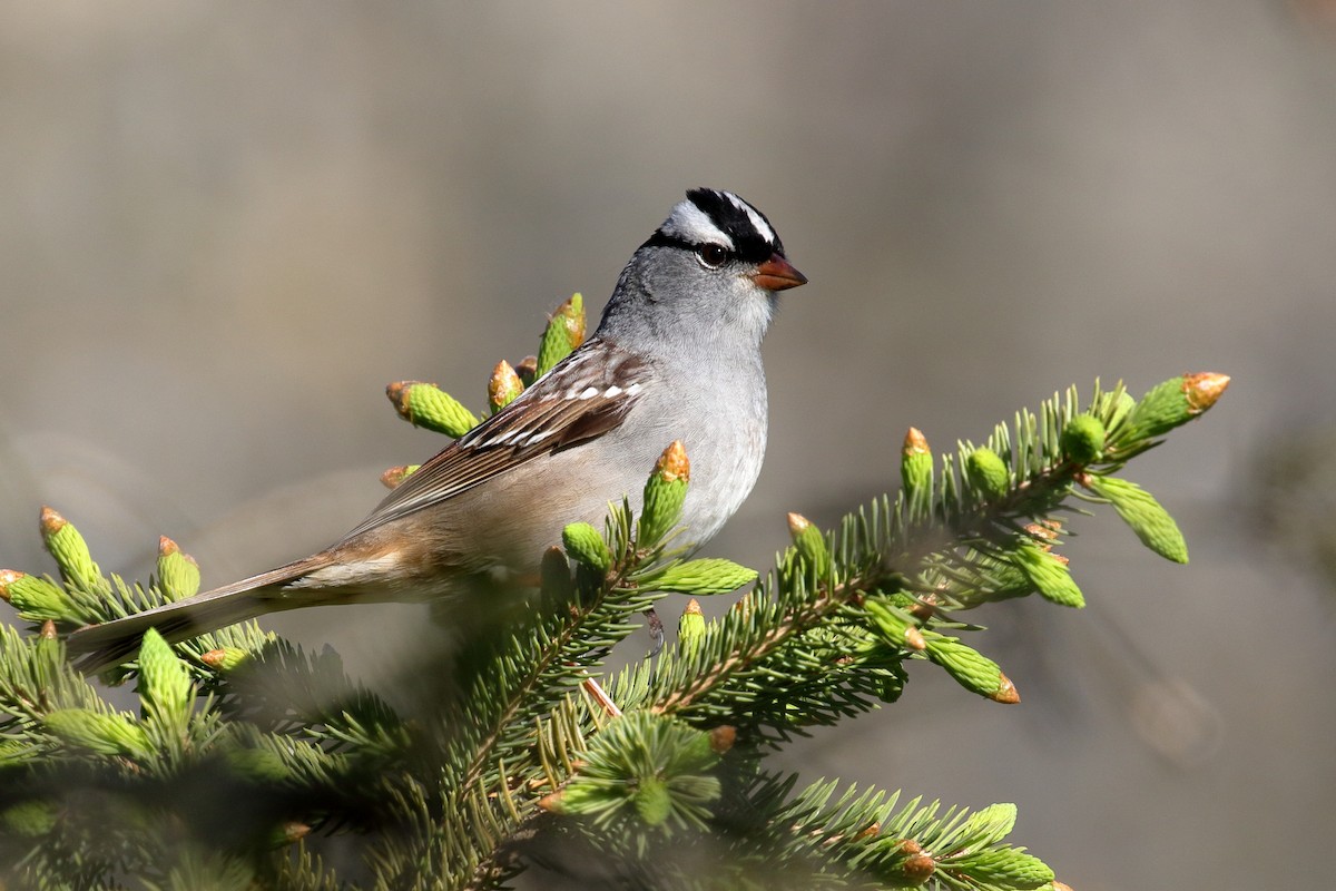 White-crowned Sparrow - ML618564278