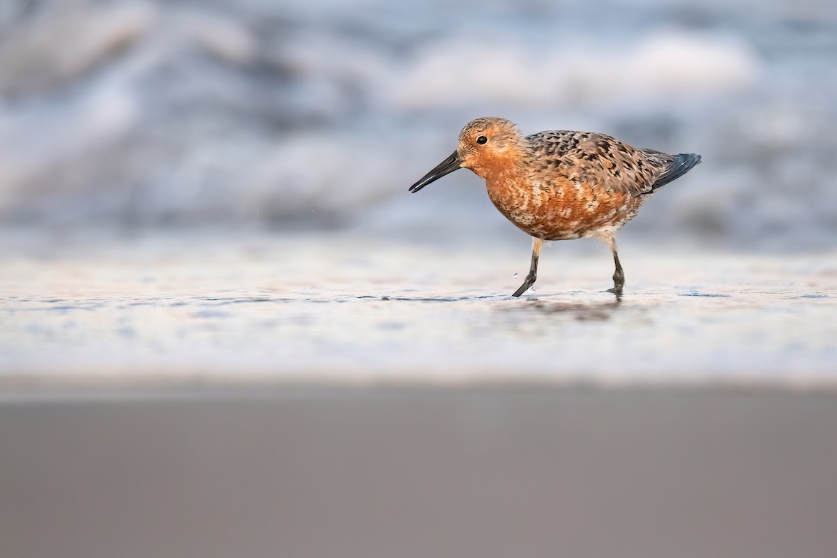 Red Knot - ML618564289