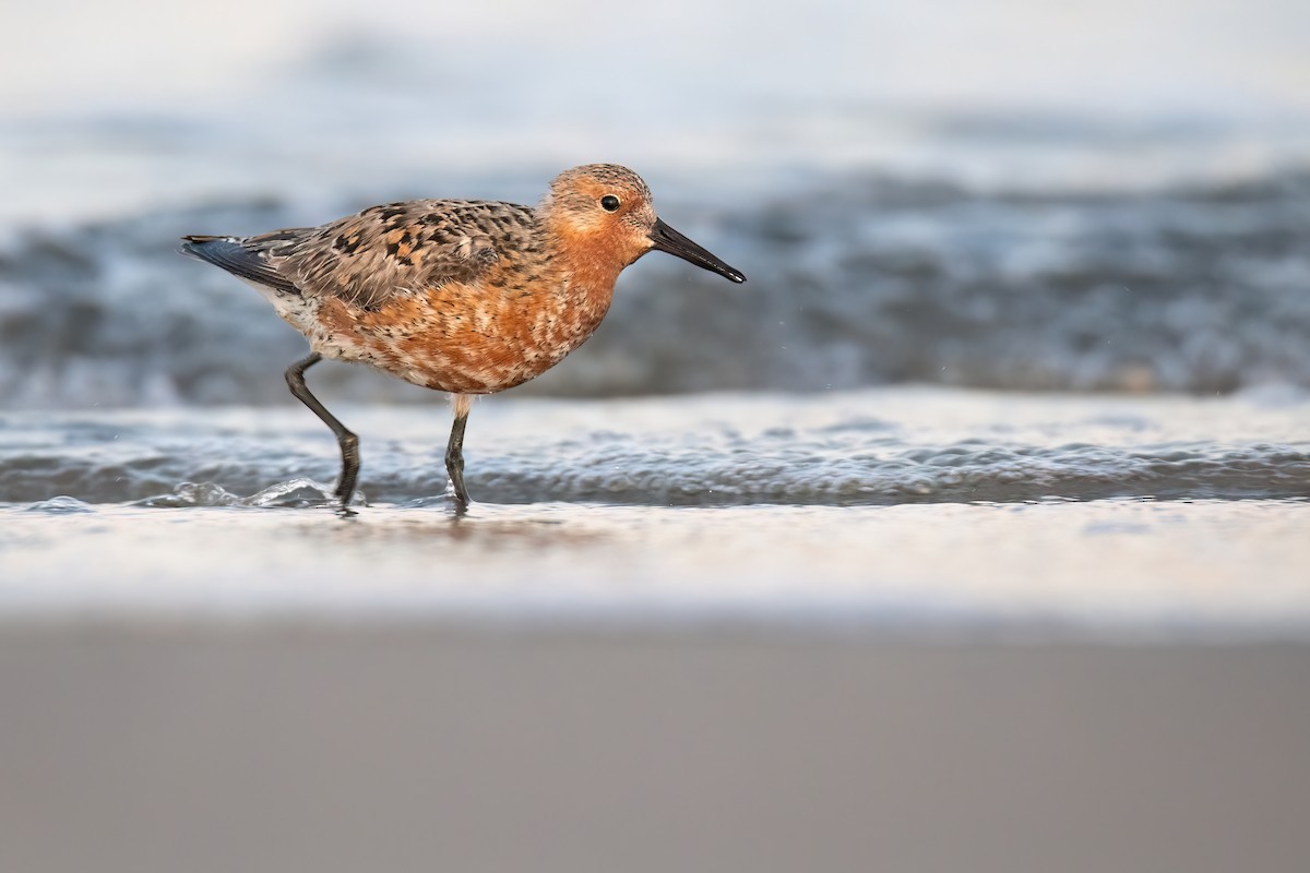 Red Knot - ML618564290
