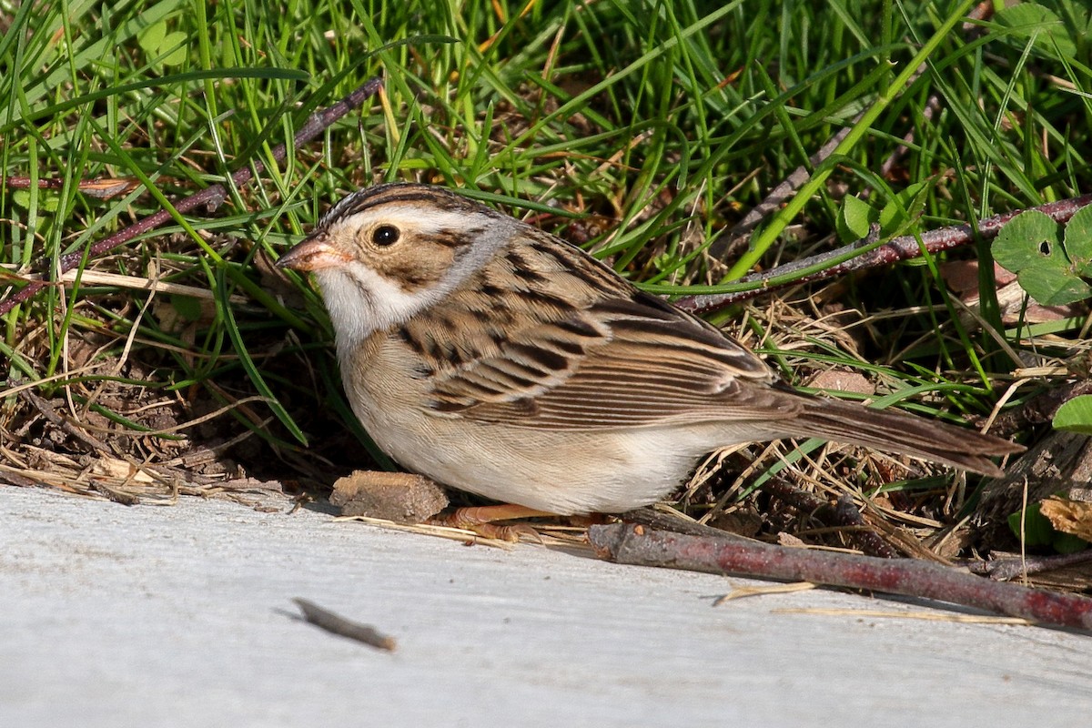 Clay-colored Sparrow - Greg Ongie