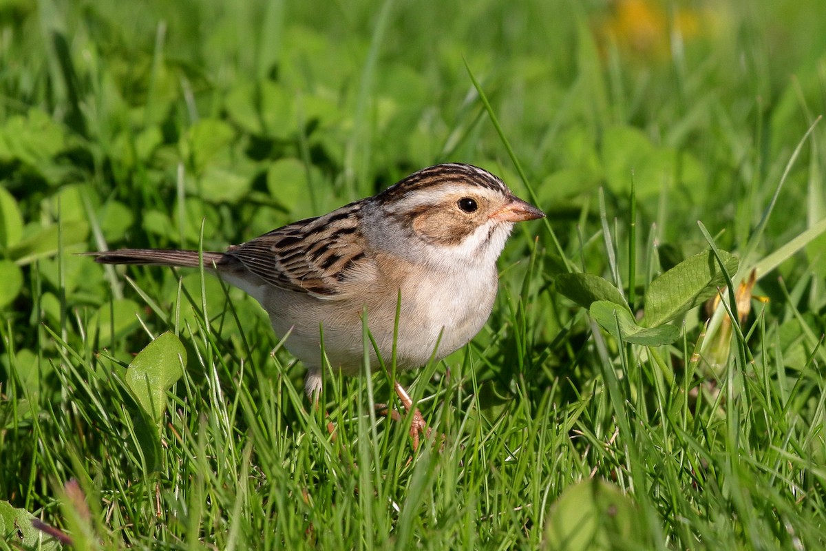 Clay-colored Sparrow - ML618564296
