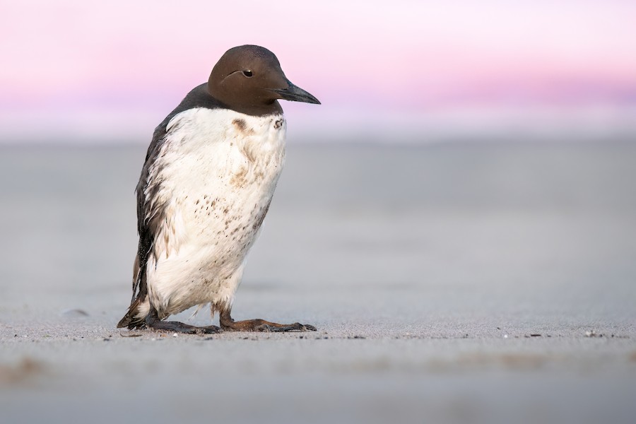 Common Murre