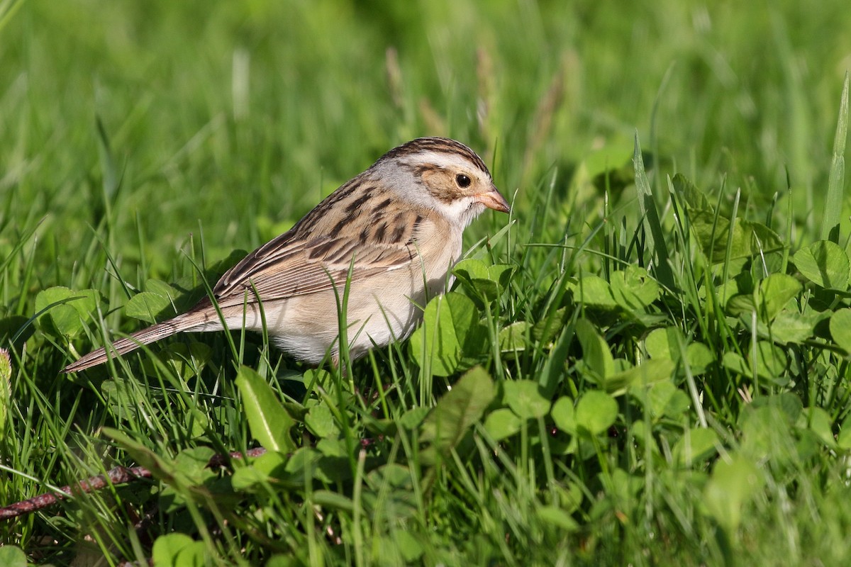 Clay-colored Sparrow - Greg Ongie