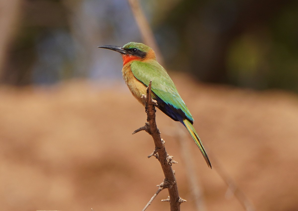 Red-throated Bee-eater - ML618564309