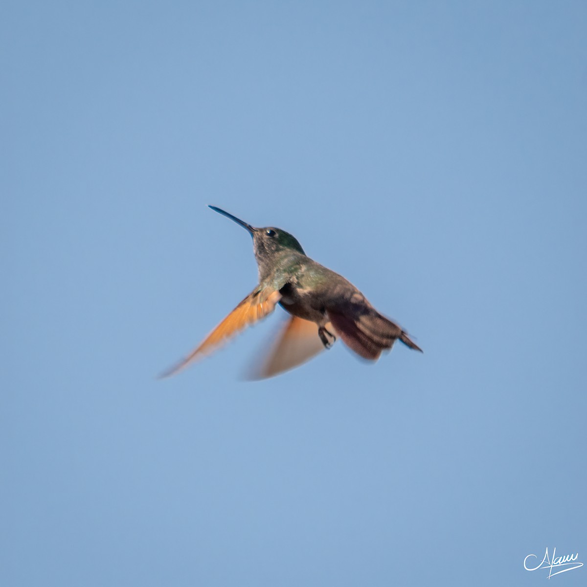 kolibřík mexický - ML618564312