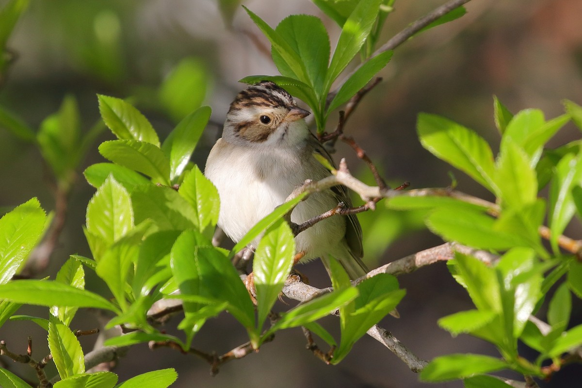 Clay-colored Sparrow - ML618564344