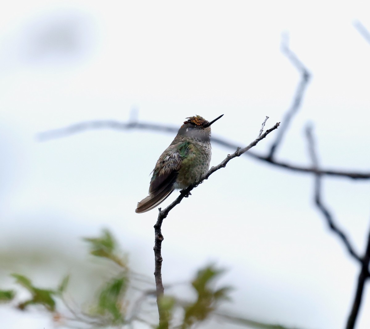 Green-backed Firecrown - ML618564347