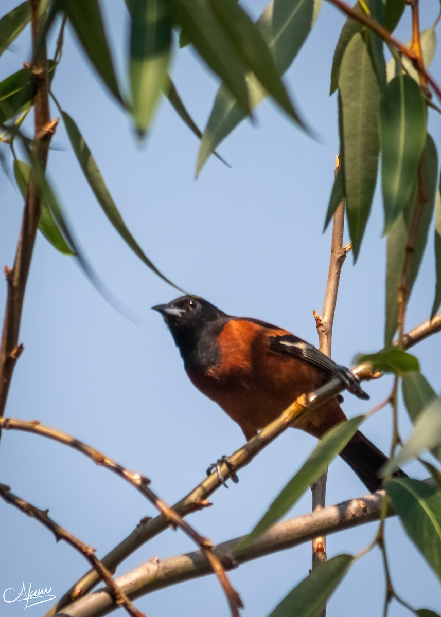 Orchard Oriole - ML618564417