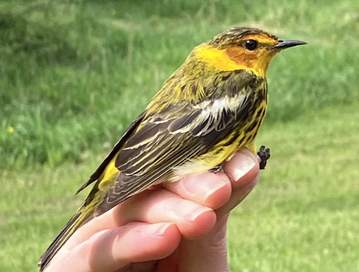 Cape May Warbler - ML618564433