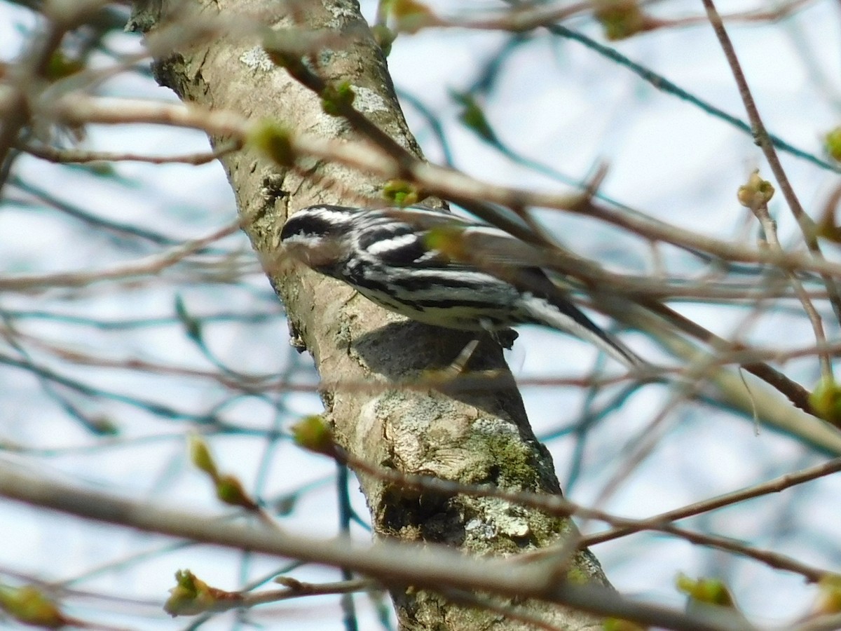 Black-and-white Warbler - ML618564434