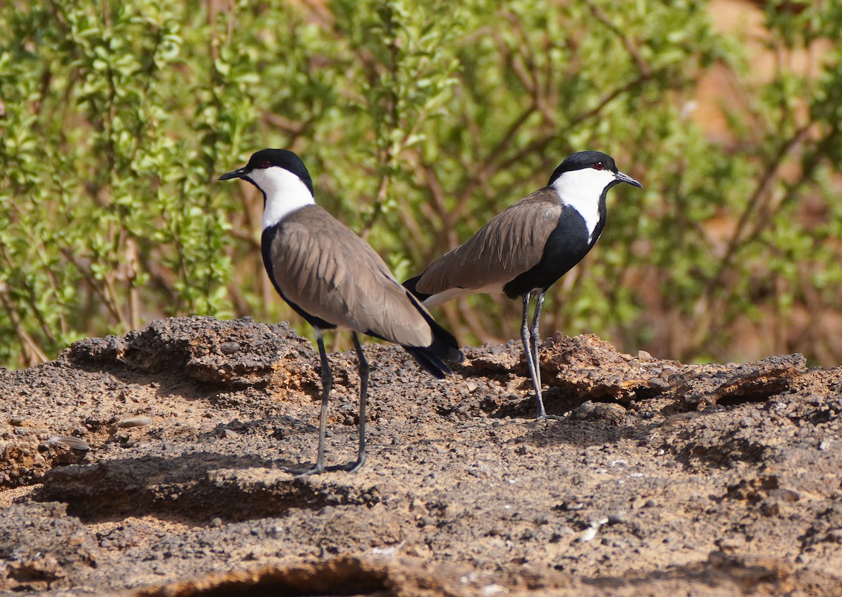 Spur-winged Lapwing - ML618564463