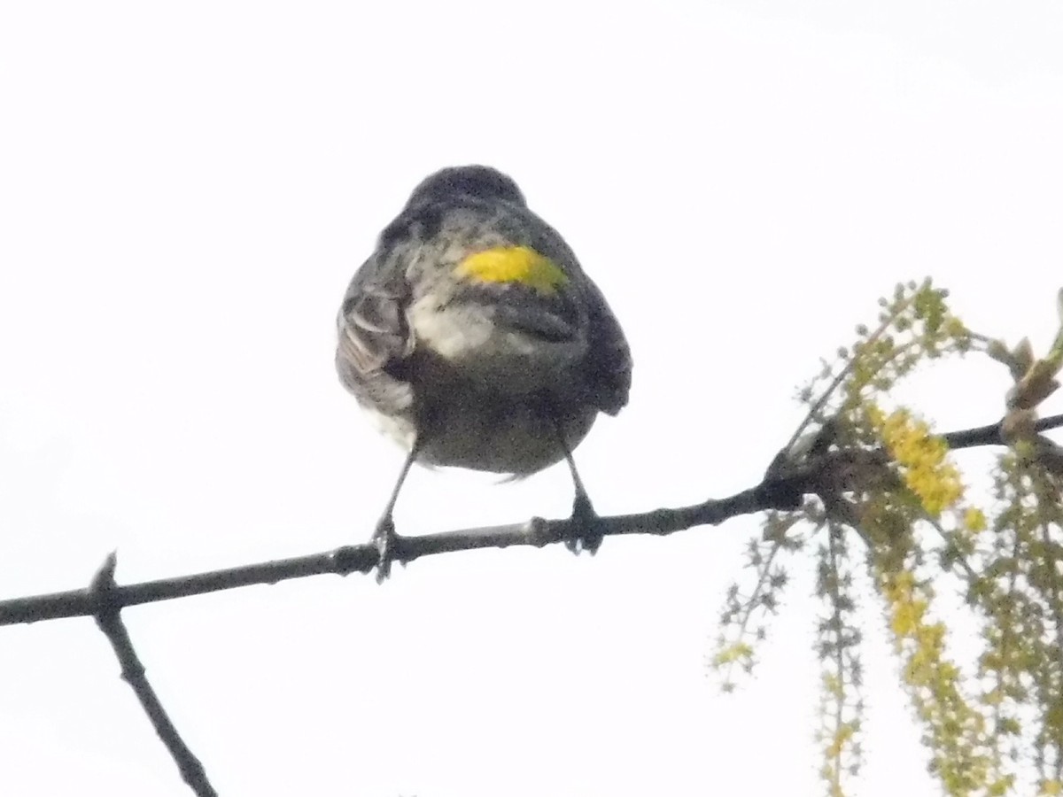 Yellow-rumped Warbler - ML618564481