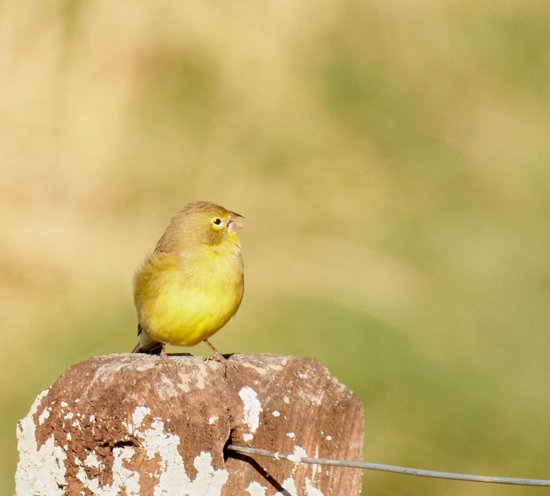 Grassland Yellow-Finch - Juan Piñanelli