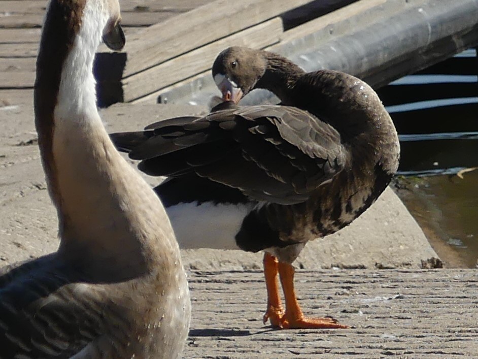 Greater White-fronted Goose - ML618564533