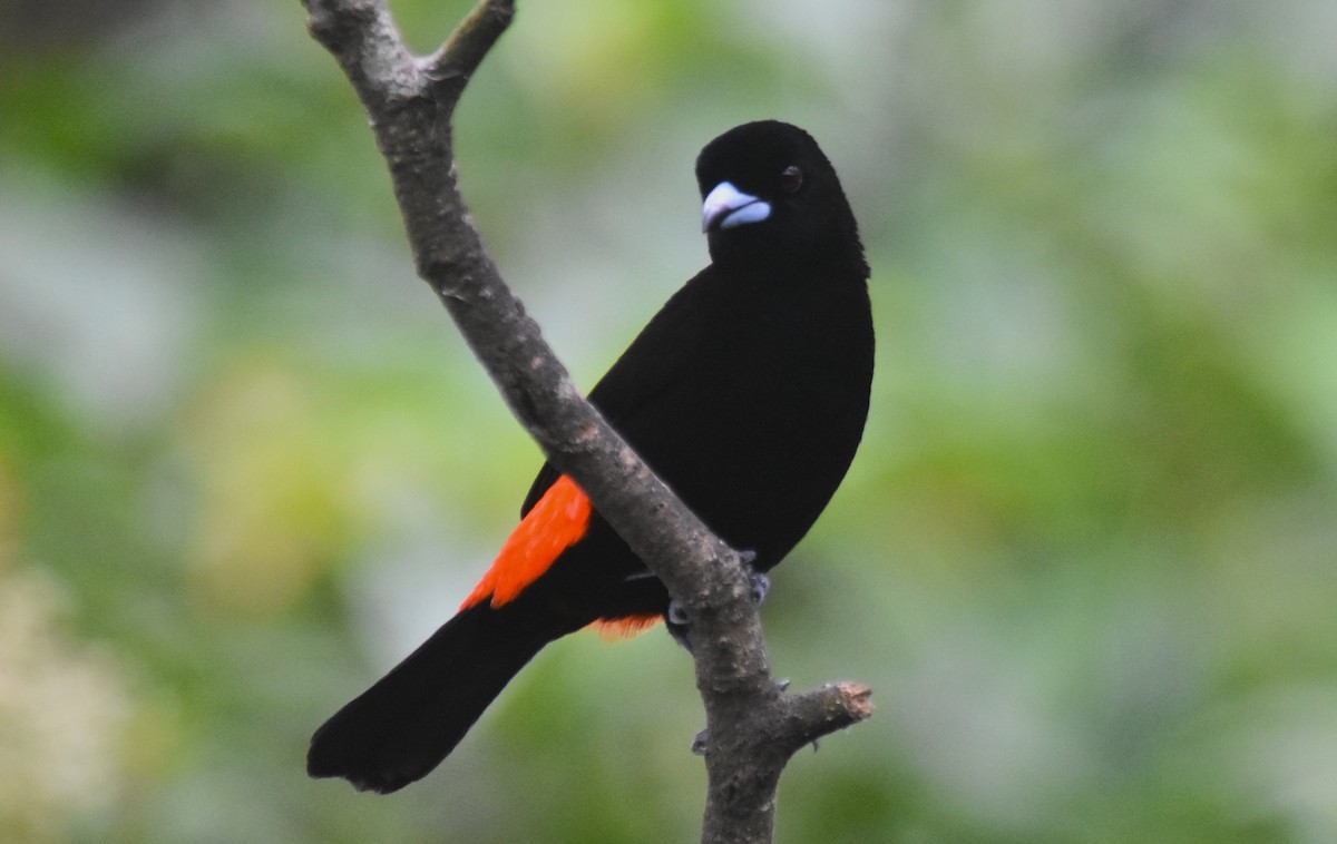 Scarlet-rumped Tanager - ML618564556